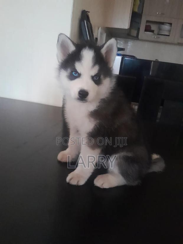 1-3 months Male Purebred Siberian Husky