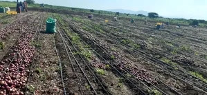 Tinga Magandi Road Prime Irrigated Loamy Redsoil 210 Acres