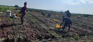 Tinga Magandi Road Prime Irrigated Loamy Redsoil 210 Acres