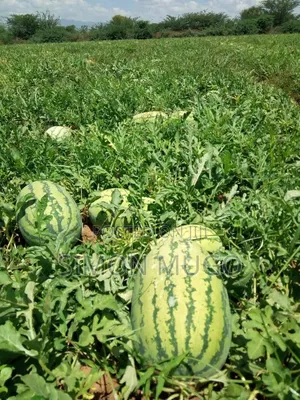 Tinga Magandi Road Prime Irrigated Loamy Redsoil 210 Acres