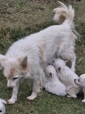 1-3 months Male Purebred Japanese Spitz