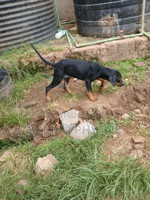 1-3 months Female Mixed Breed Doberman Pinscher
