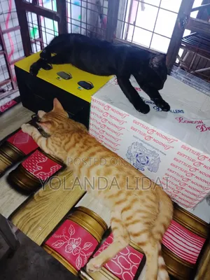 0-1 month Male Purebred Cat