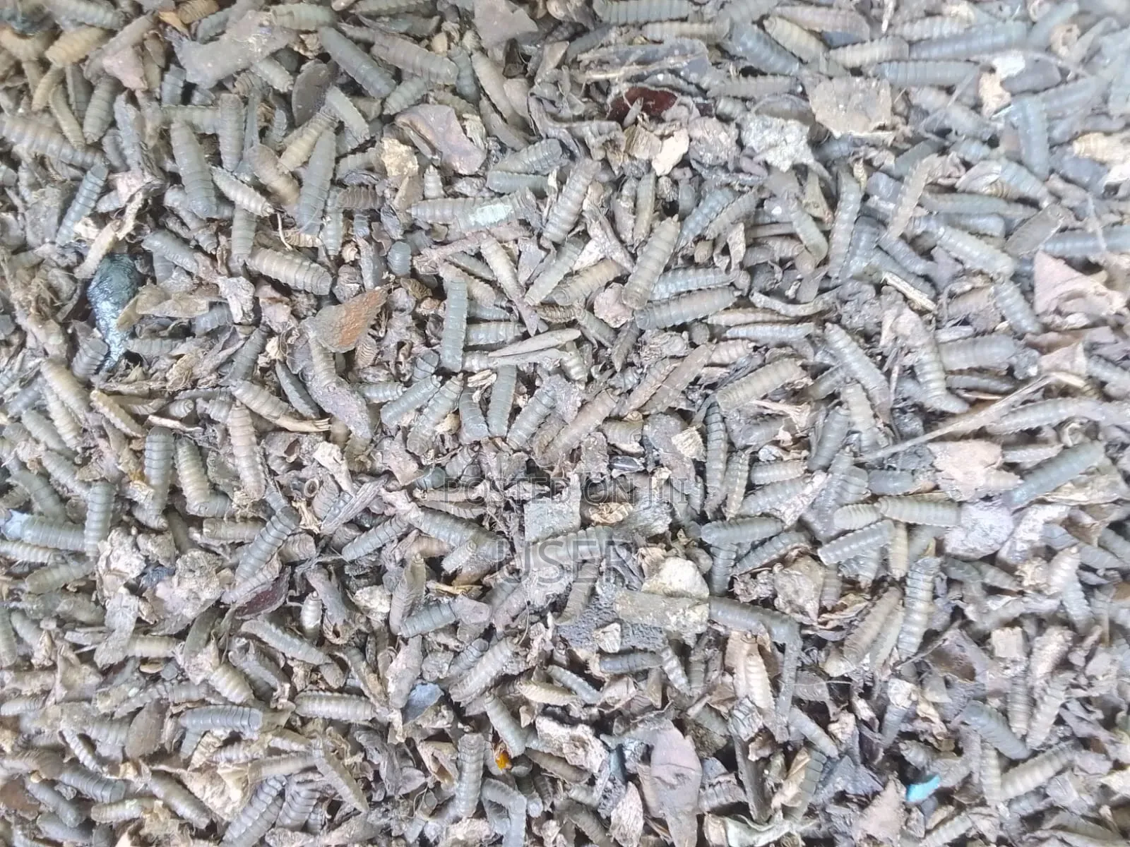 BSF Black Soldier Fly Pupae
