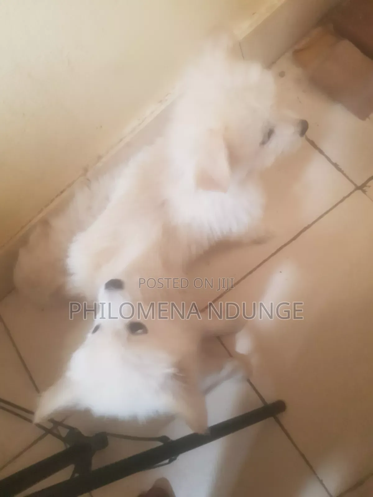 1-3 months Female Mixed Breed Chihuahua