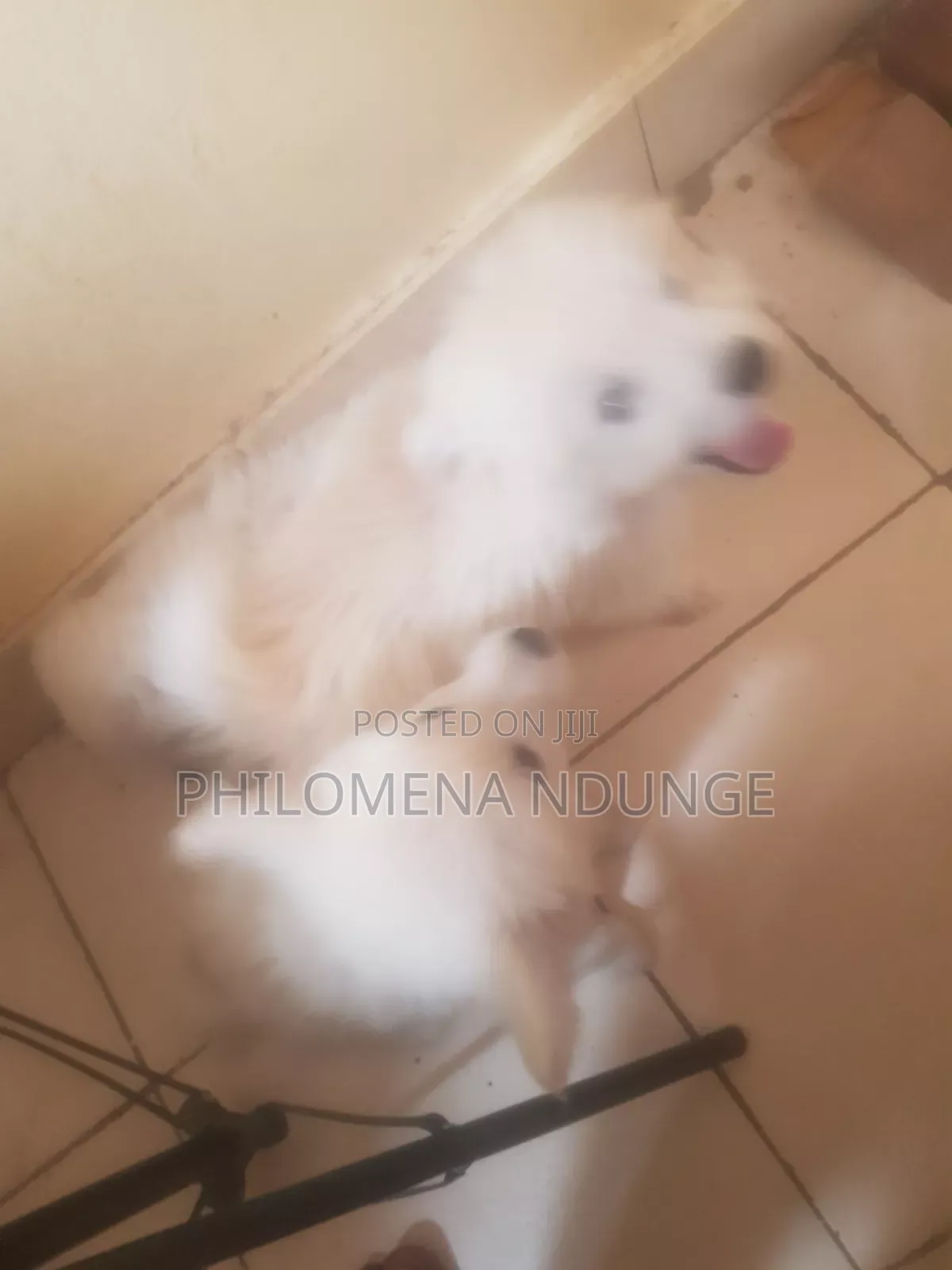 1-3 months Female Mixed Breed Chihuahua