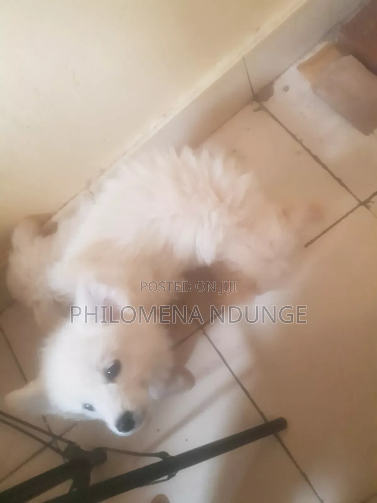 1-3 months Female Mixed Breed Chihuahua