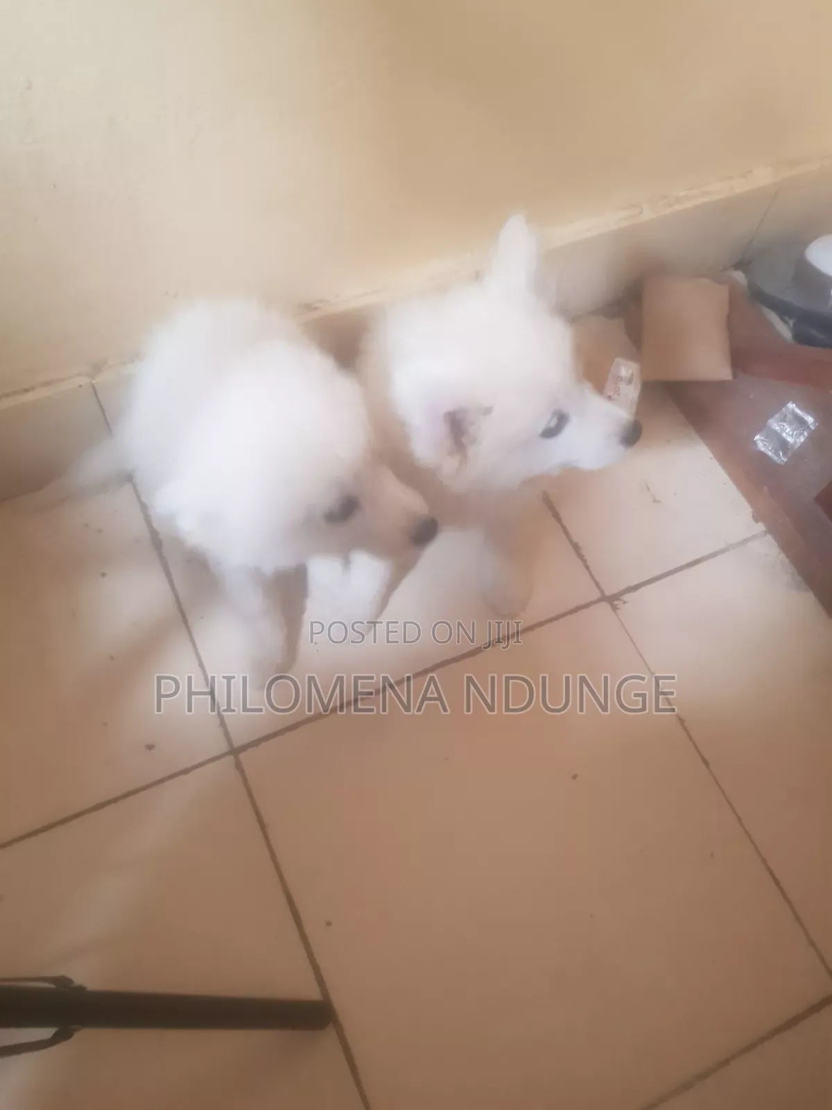 1-3 months Female Mixed Breed Chihuahua