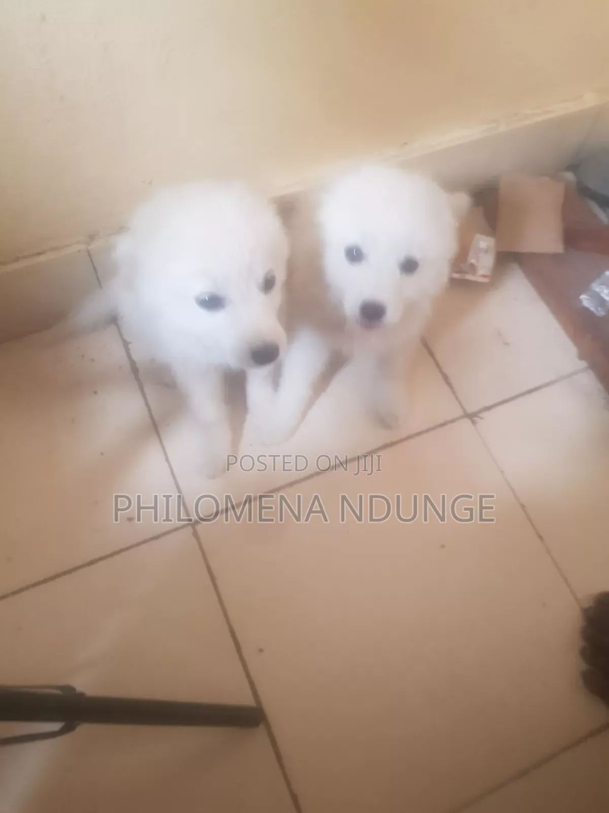 1-3 months Female Mixed Breed Chihuahua