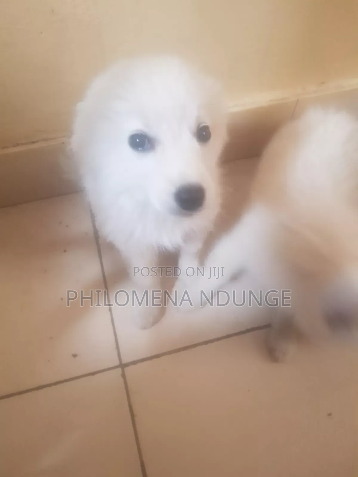 1-3 months Female Mixed Breed Chihuahua
