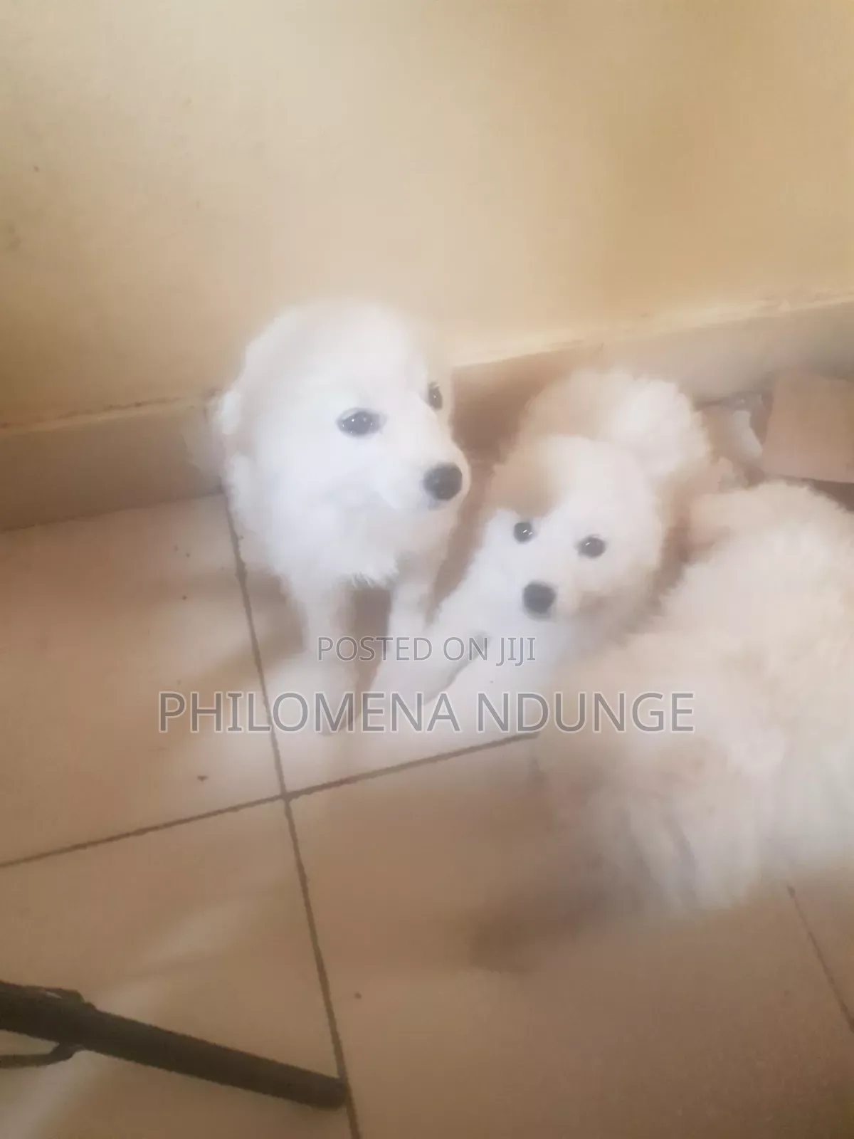 1-3 months Female Mixed Breed Chihuahua
