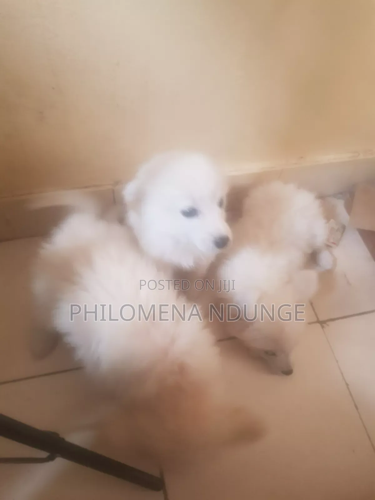 1-3 months Female Mixed Breed Chihuahua
