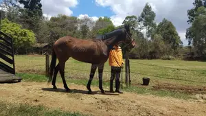 6 Years Old Bay Horse (Gelding)