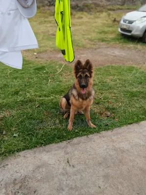 6-12 months Male Purebred German Shepherd