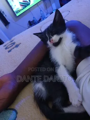 1-3 months Male Purebred Persian