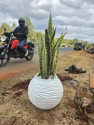 Potted Snake Plant in Fibre Pots