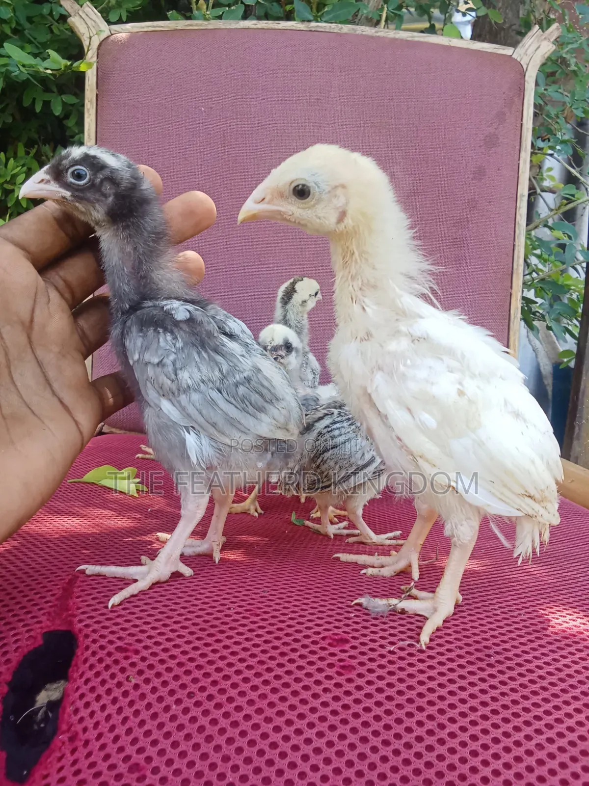 Indio Gigante Chicks