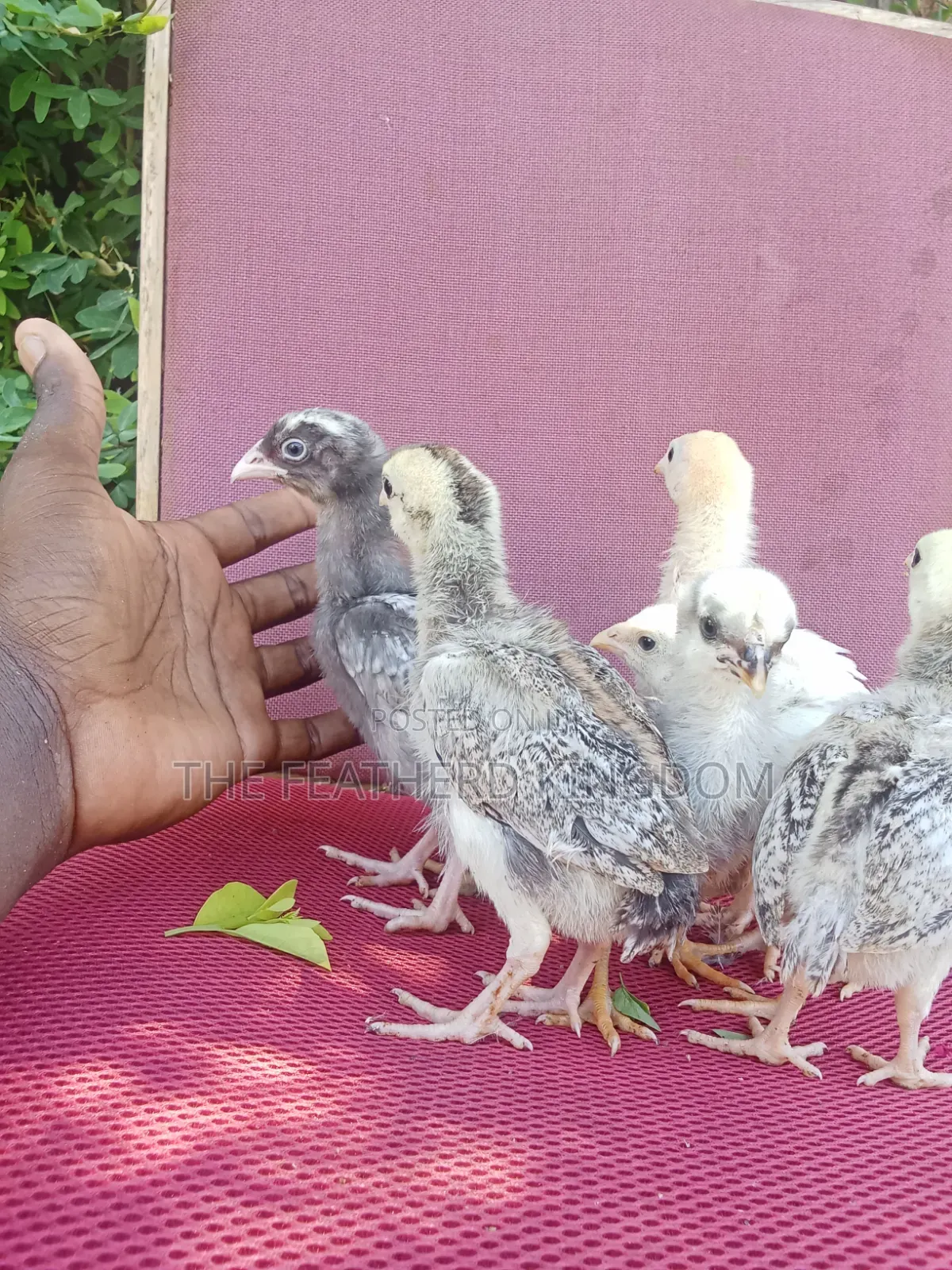 Indio Gigante Chicks