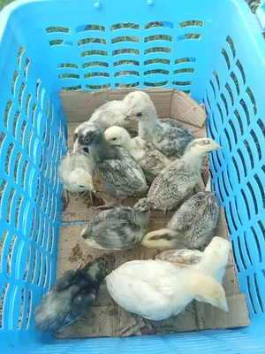 Indio Gigante Chicks