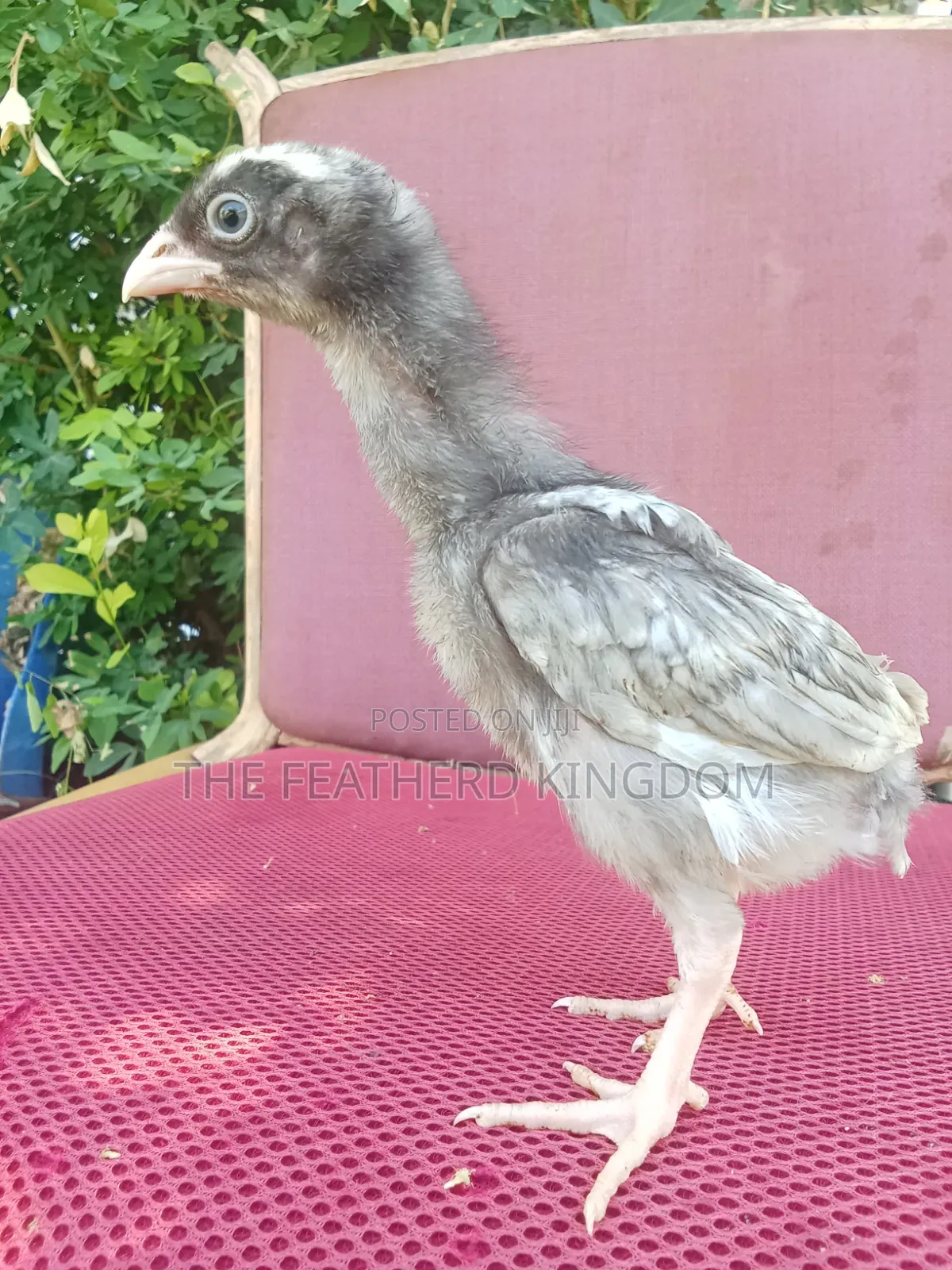 Indio Gigante Chicks