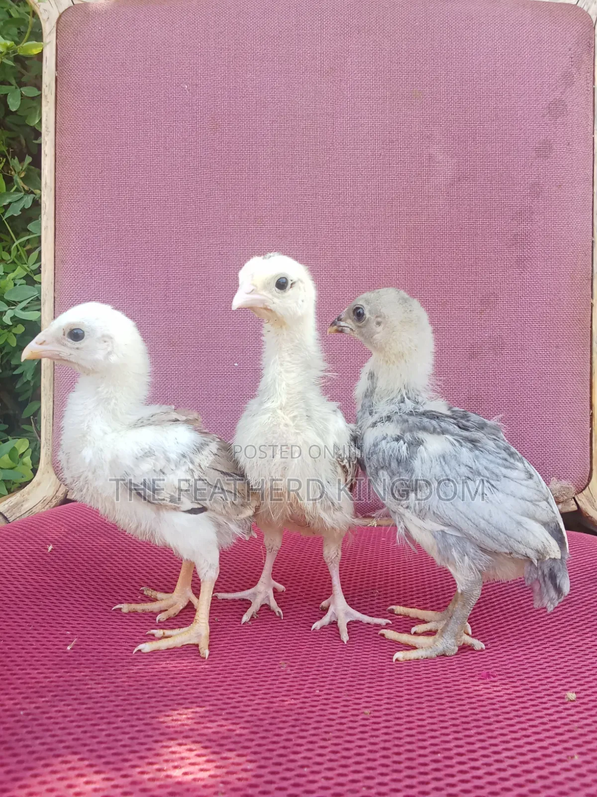 Indio Gigante Chicks
