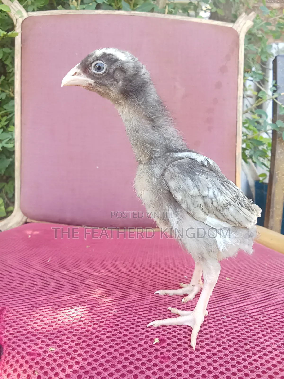 Indio Gigante Chicks