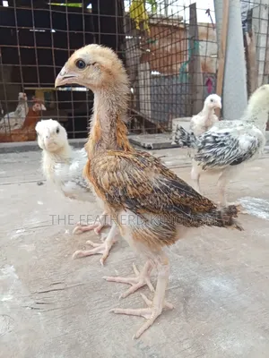 Indio Gigante Chicks