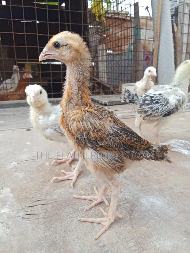Indio Gigante Chicks