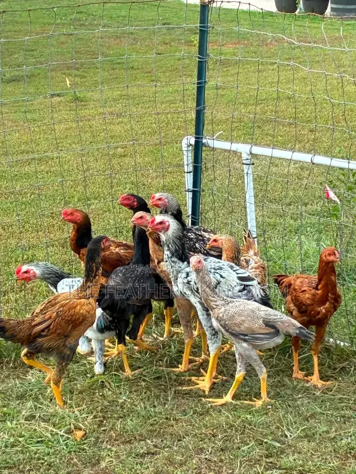 Indio Gigante Chicks