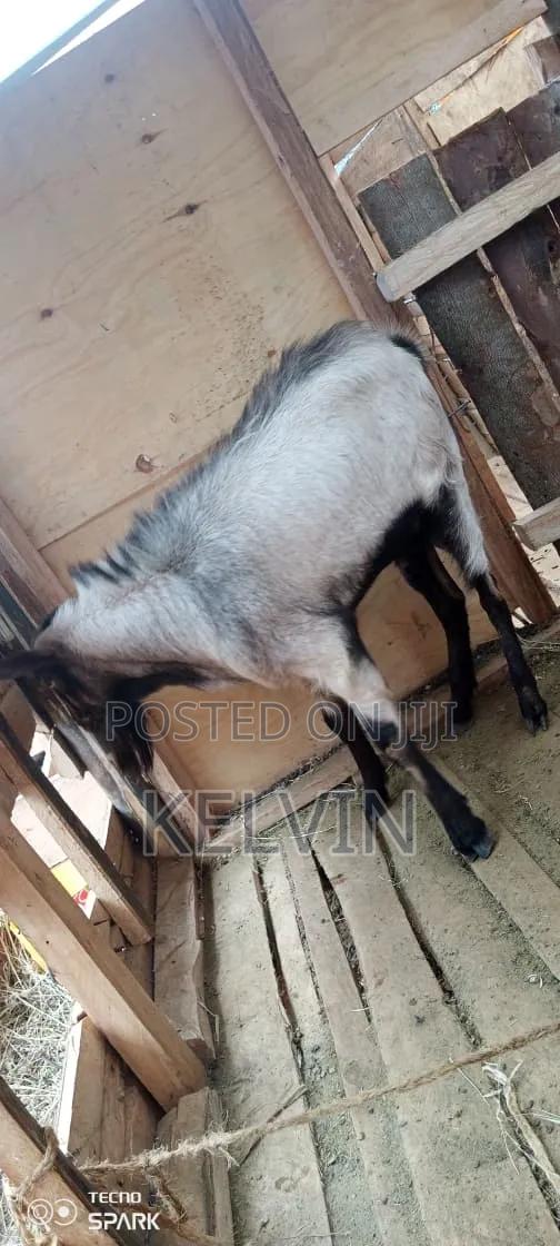 Buck on Sale, - main view