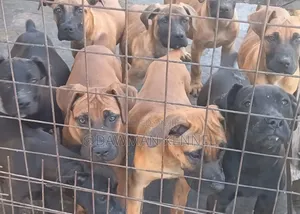 1-3 months Male Purebred Boerboel