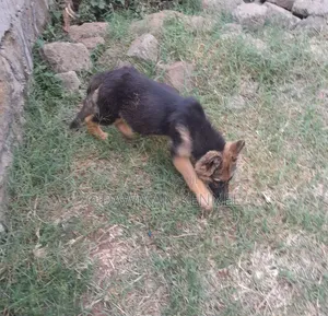 1-3 months Female Purebred German Shepherd