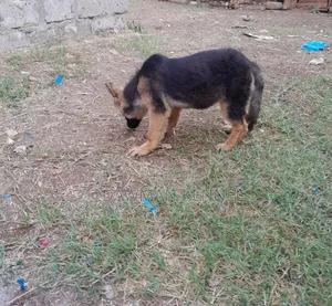 3-6 months Female Purebred German Shepherd