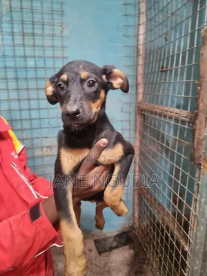 1-3 months Male Mixed Breed Rottweiler