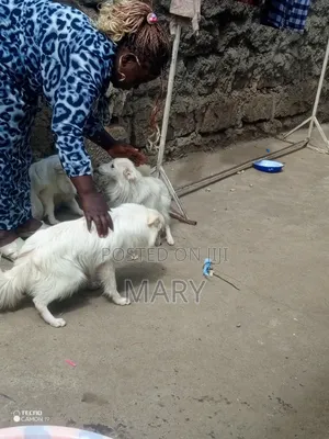 1+ year Female Purebred Japanese Spitz