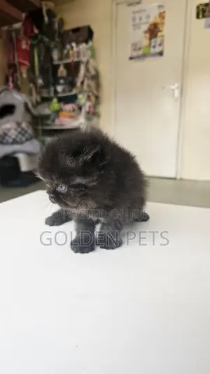 1-3 months Male Purebred Persian