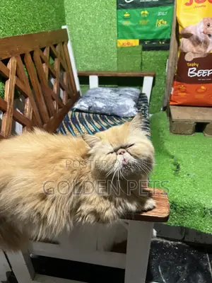 6-12 months Female Purebred Persian