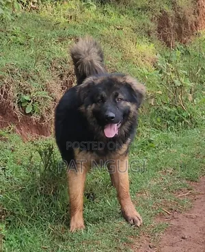 6-12 months Male Purebred Caucasian Shepherd