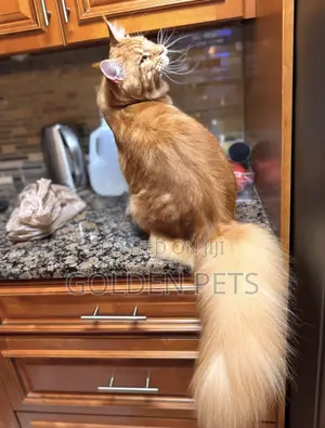 6-12 months Male Purebred Maine Coon