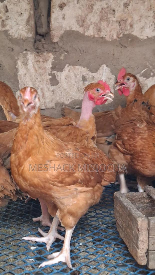 Chicken-Improved Kienyenji - main view