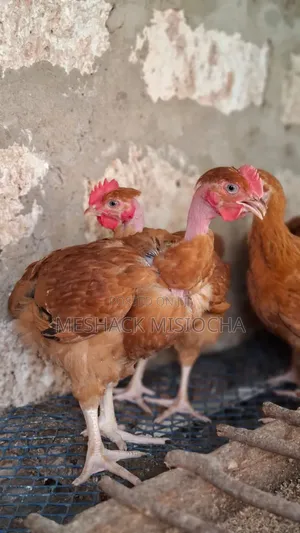 Chicken-Improved Kienyenji