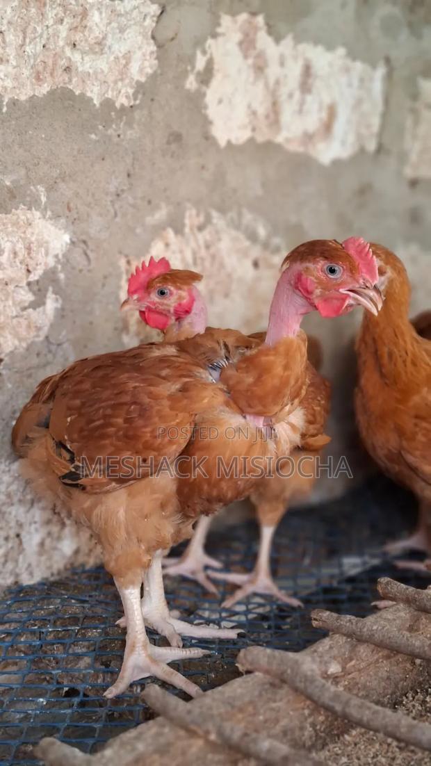 Chicken-Improved Kienyenji - thumbnail 2