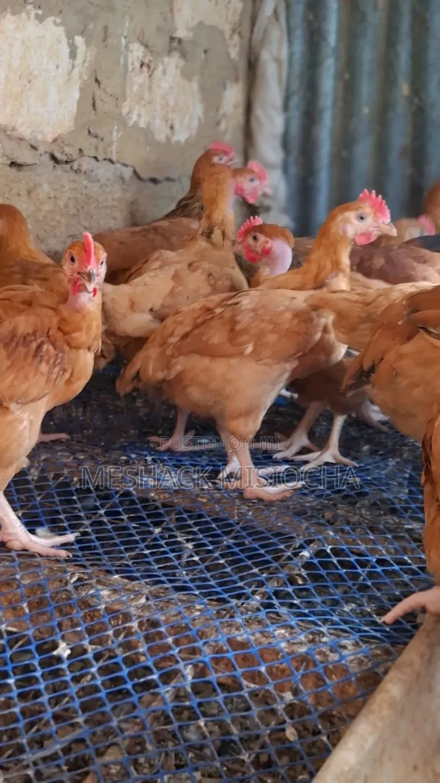 Chicken-Improved Kienyenji