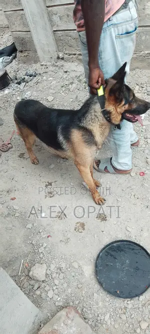 3-6 months Male Purebred German Shepherd