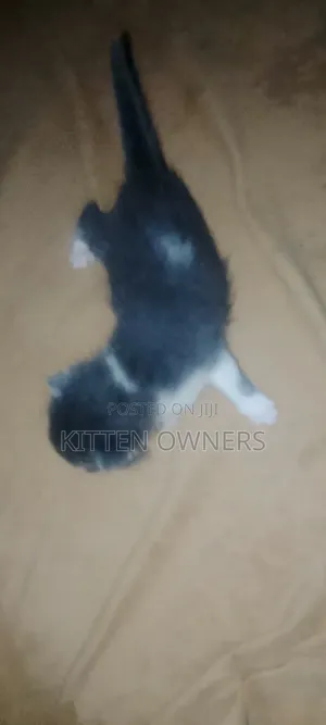 1-3 months Female Mixed Breed Cat