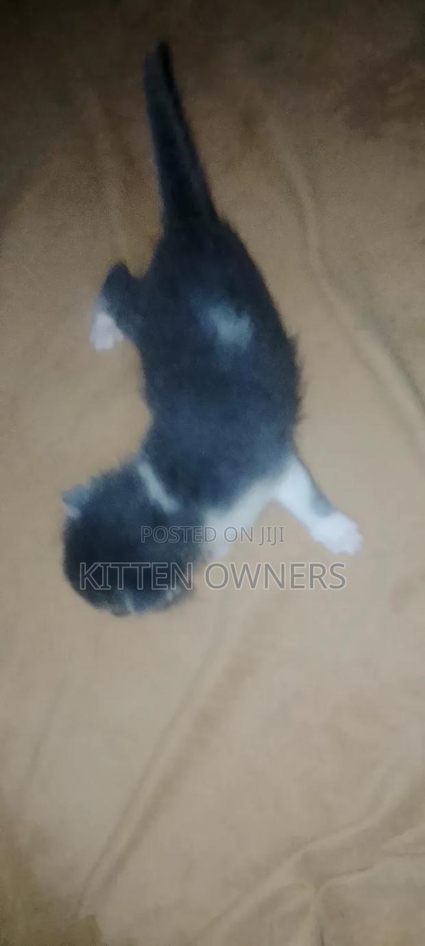 1-3 months Female Mixed Breed Cat - thumbnail 2