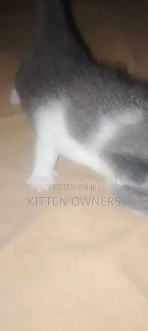 1-3 months Female Mixed Breed Cat