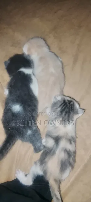 1-3 months Female Mixed Breed Cat