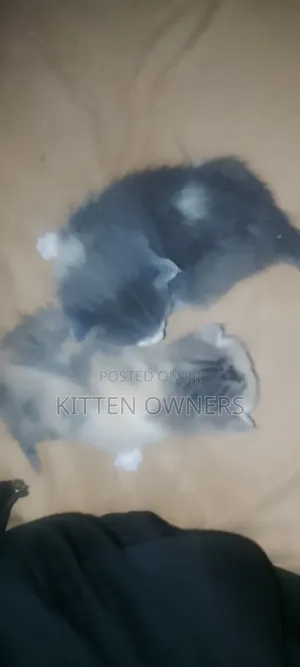 1-3 months Female Mixed Breed Cat