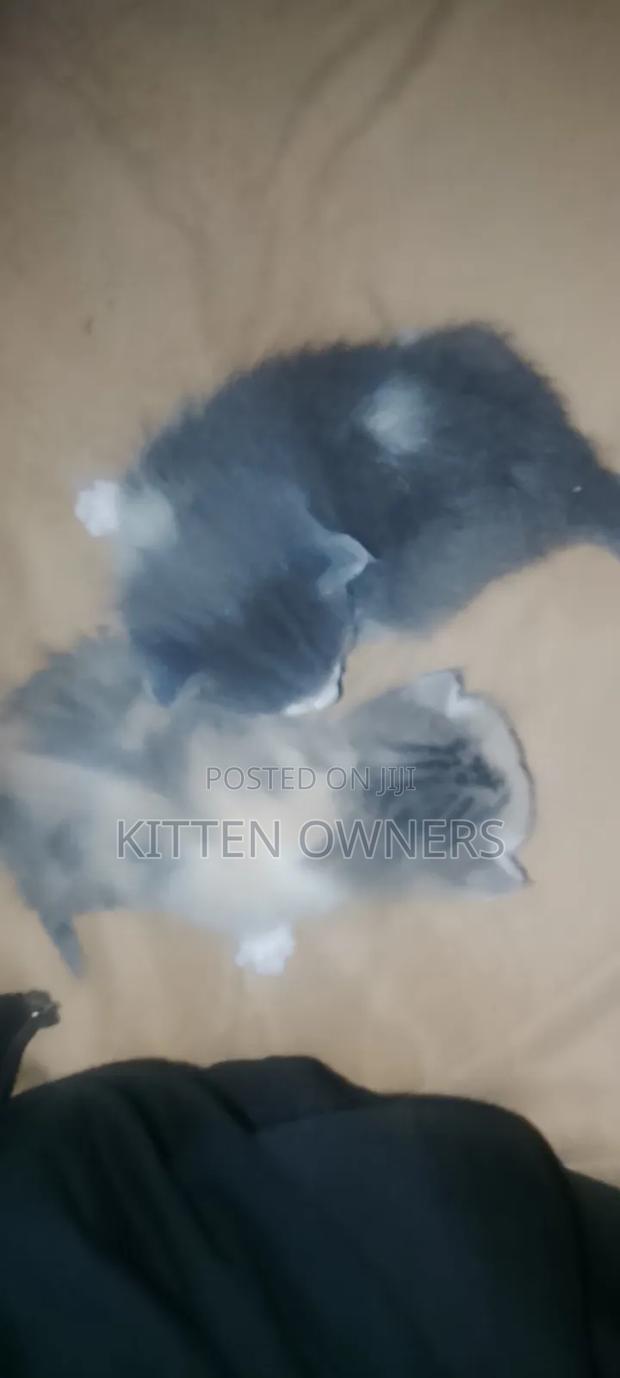1-3 months Female Mixed Breed Cat - thumbnail 4